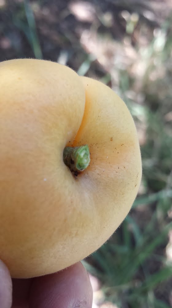 A Castlebrite apricot that's been perfectly picked, with stem intact