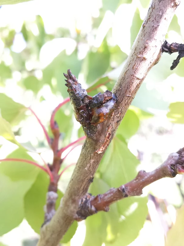 Remove this diseased wood when pruning for good disease control
