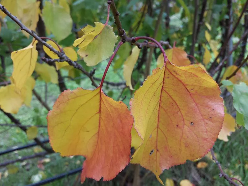 Apricot leaves showing beautiful autumn colours