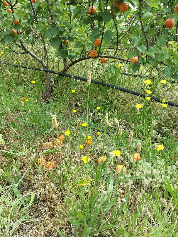 Ripe apricots on the ground under the tree