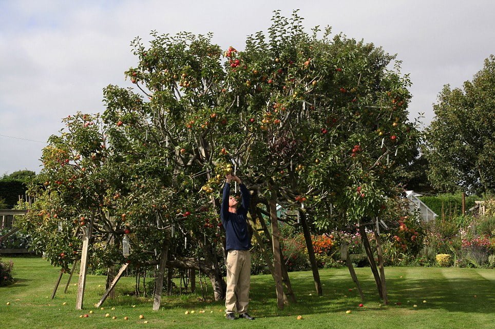 A 'family tree’ with 250 different apple varieties, grown by Paul Barnett in West Sussex, England. (Photo credit: The Daily Mail).