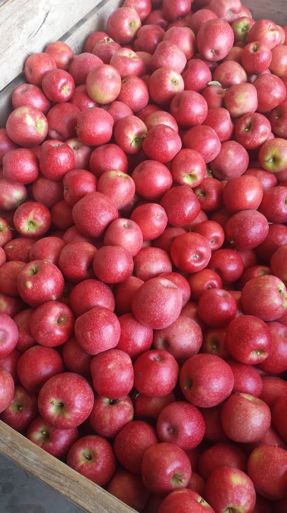 A bin full of beautiful Pink Lady apples