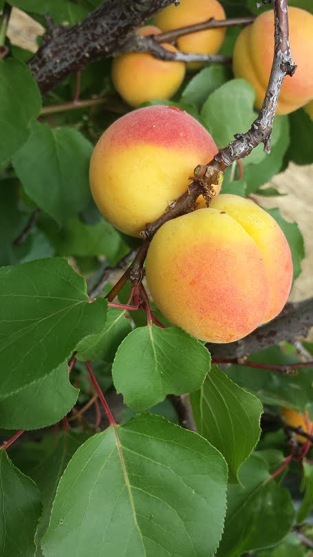 Apricots that have been thinned properly