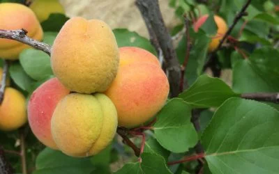 How to Get Started with Fruit Thinning