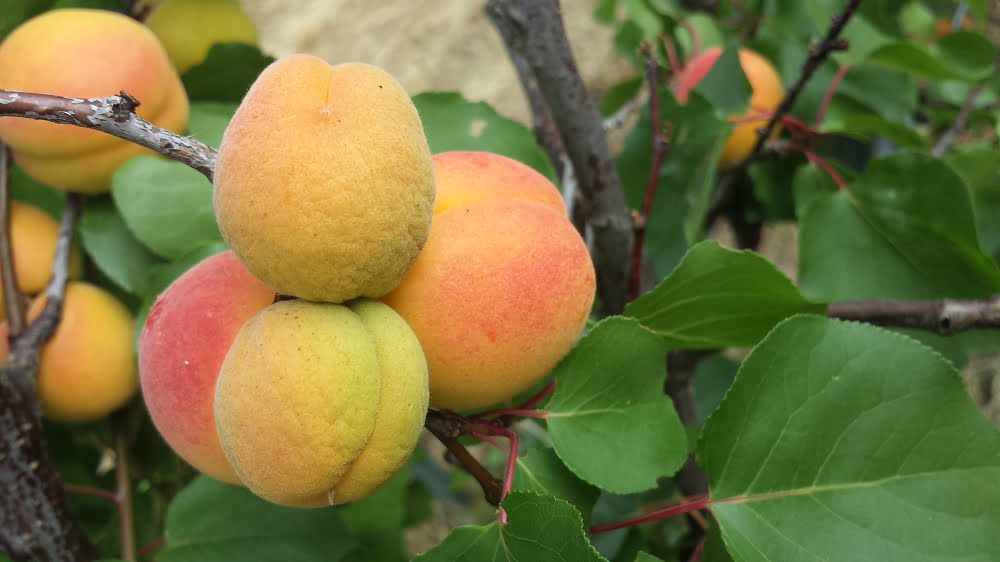 Bebeco apricots that were missed in the thinning