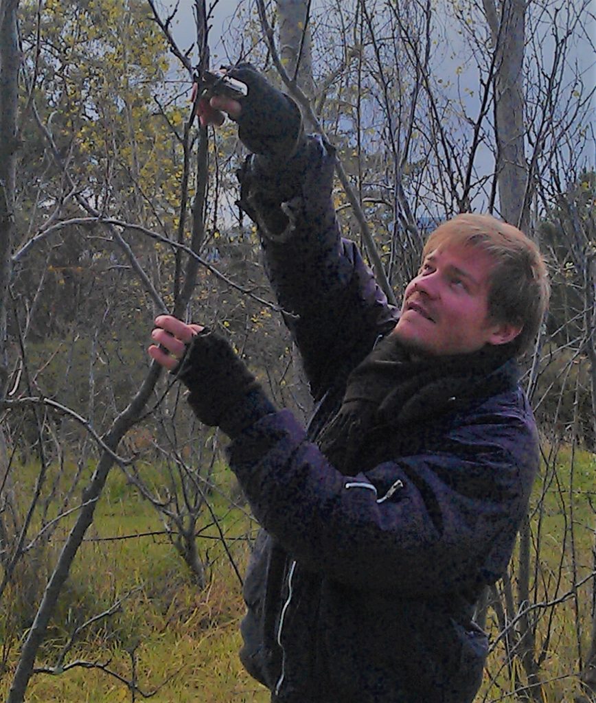 Maintenance pruning mature trees