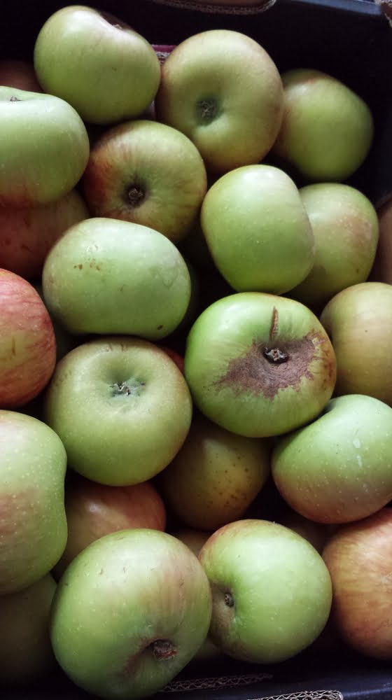 Beautiful Bramley, showing the sort of skin damage typical when grown in Australian conditions