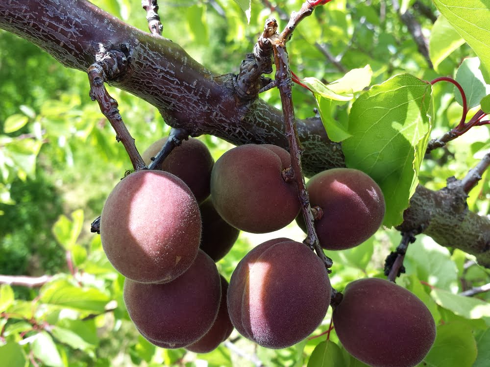 Broken laterals in apricot tree due to under-thinning