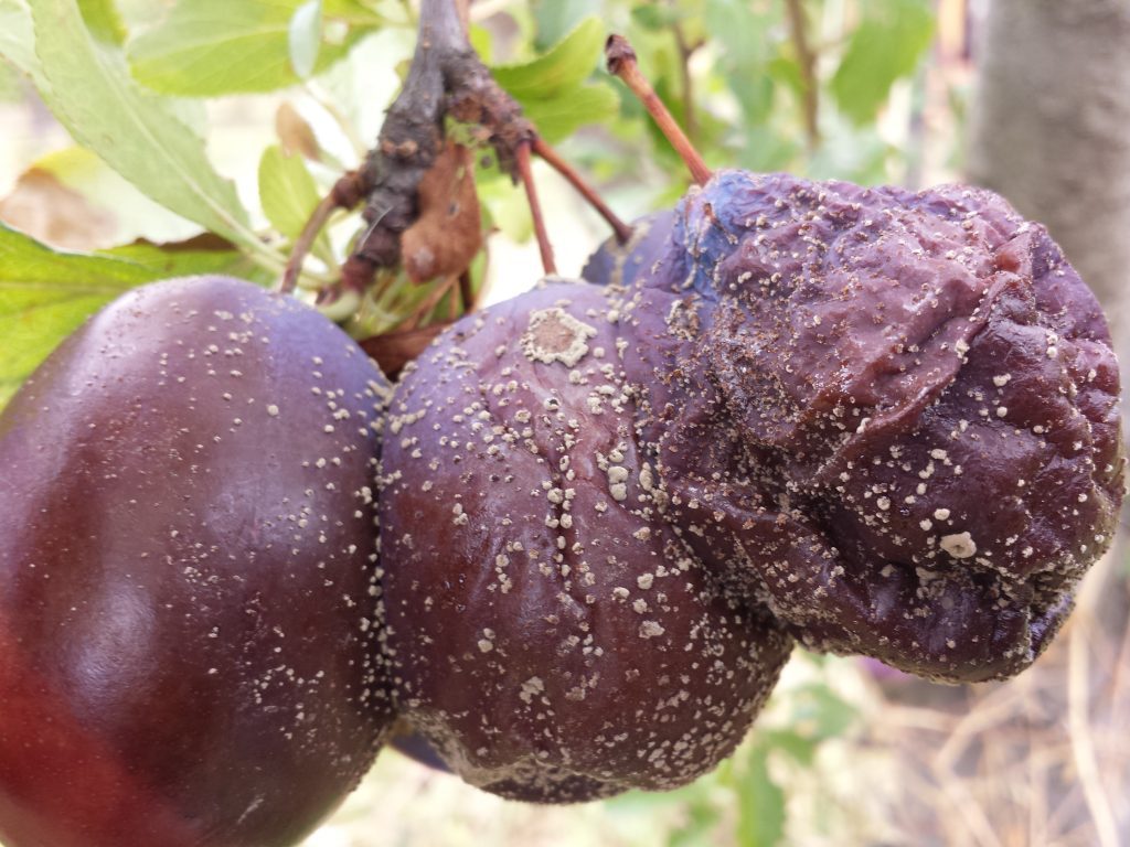 A bunch of three plums hanging from a branch that have all been infected with brown rot and are covered with white spores