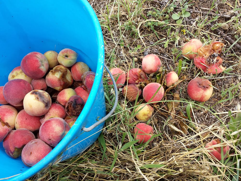 Damaged peaches on the ground