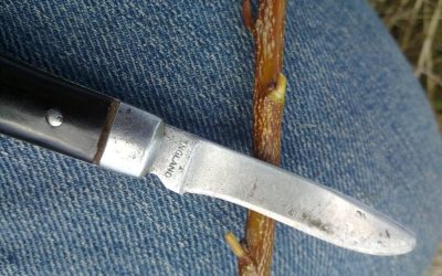 4 steps to a whole new fruit tree with the bud-grafting technique