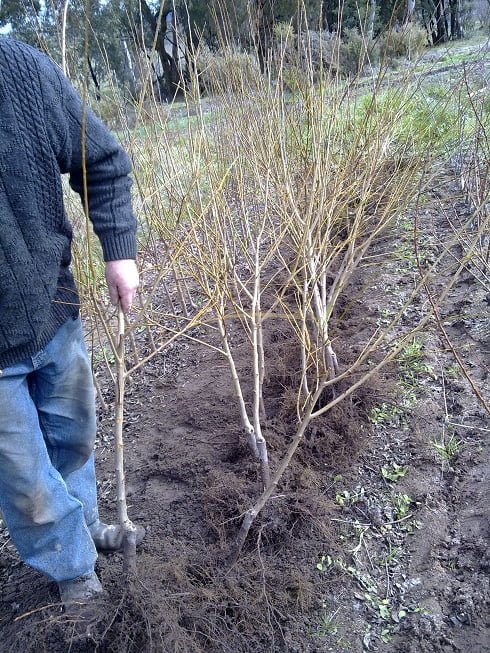 A plum tree that's just been dug up out of the nursery