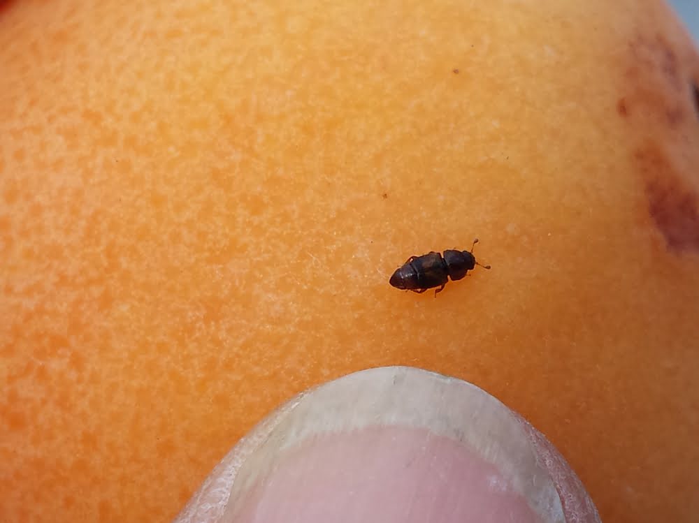 Tiny carpophilus beetle on an apricot