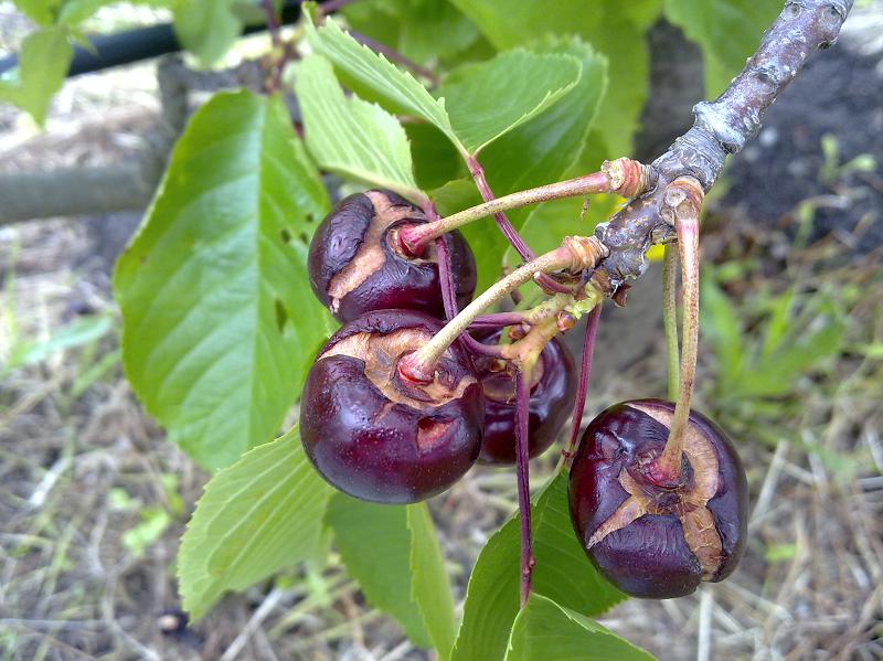 Cherries that have cracked in the rain