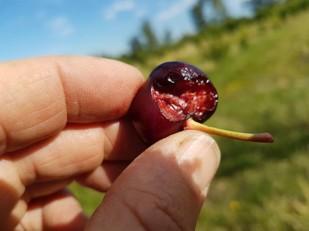 A cherry that's been pecked by a parrot