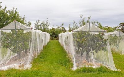 Netting fruit trees made simple for backyard growers