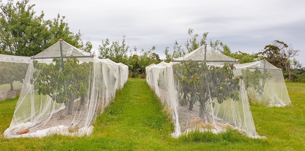 cherry trees covered by a net