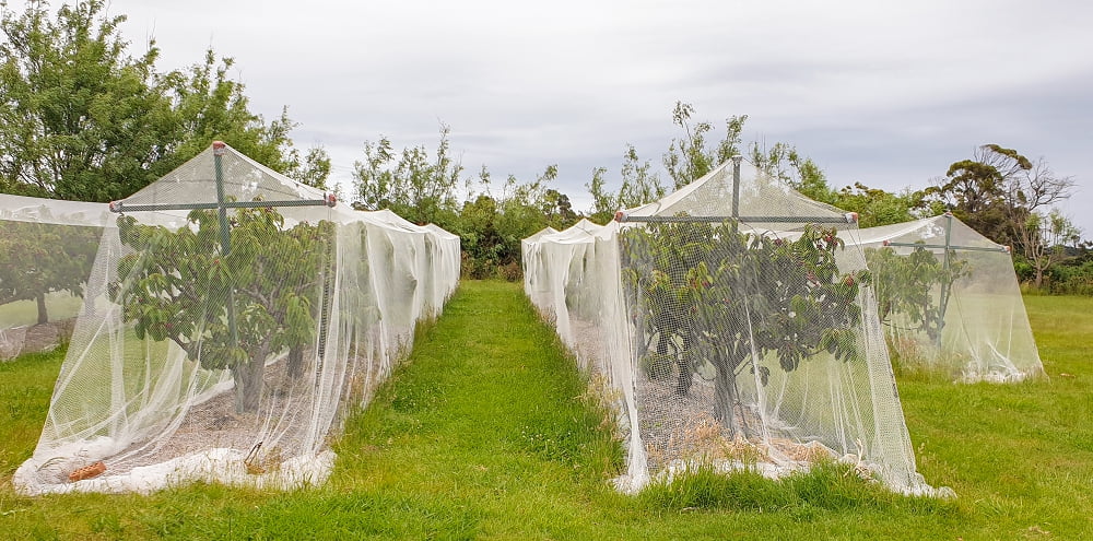 Image of Bird netting covering a fruit tree