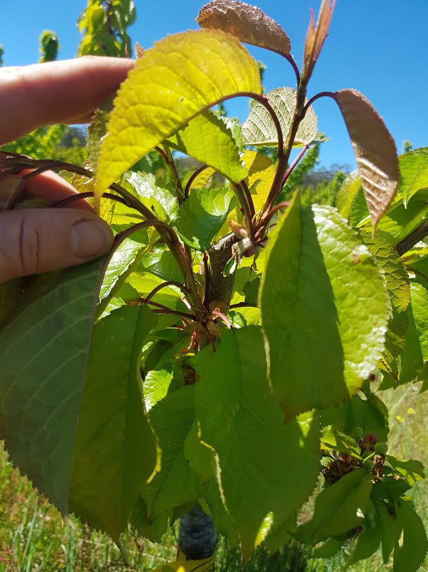 A young cherry tree showing strong growth in response to pruning to create new branches in the tree