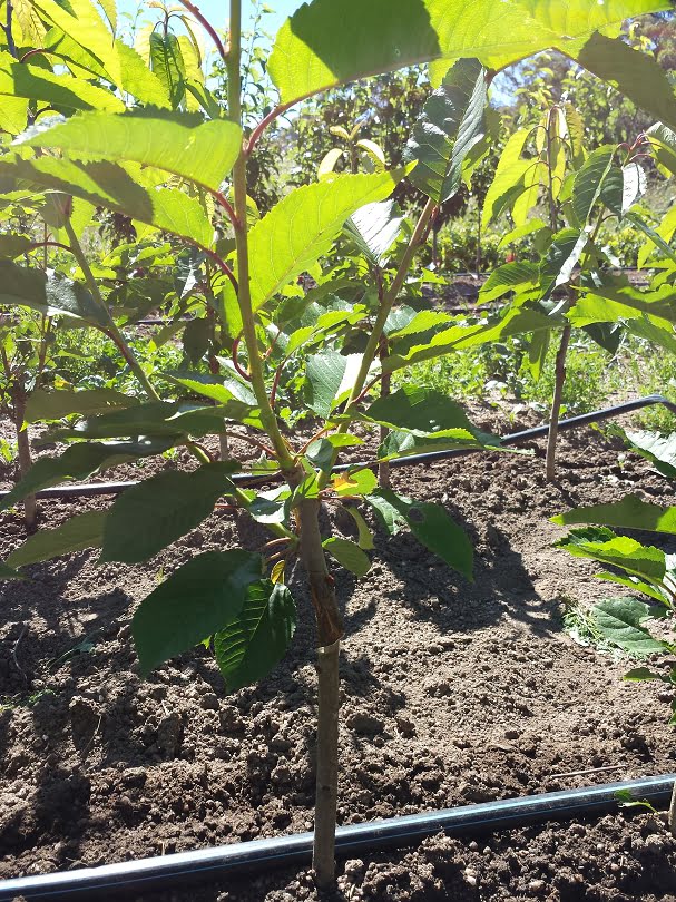 A cherry tree that's been headed to create a multigraft tree