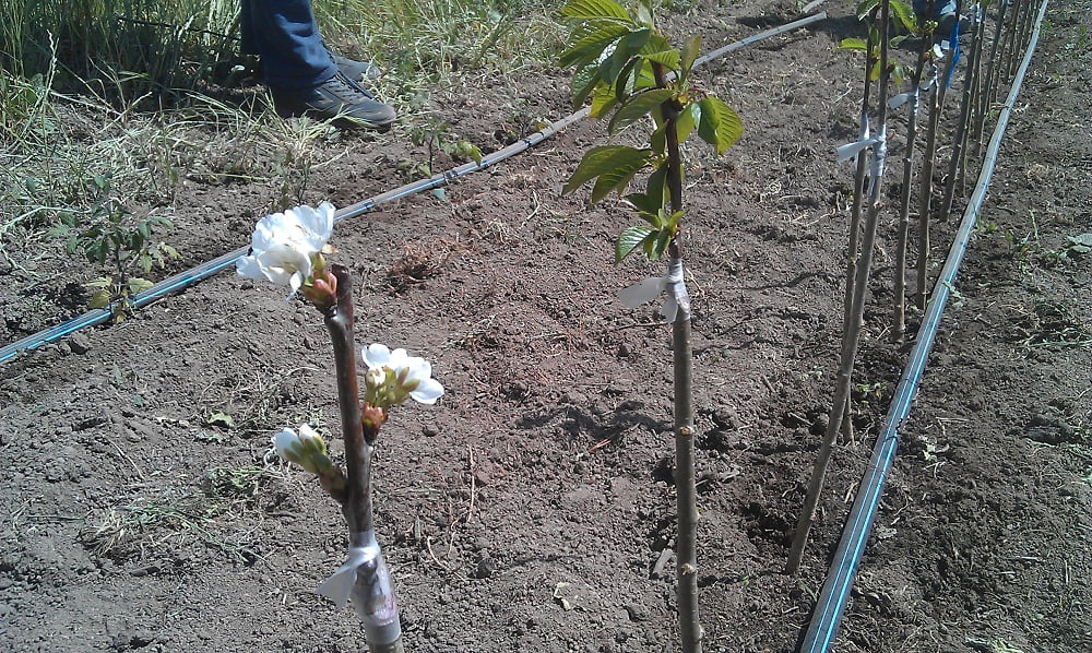 Grafted cherry trees in the nursery