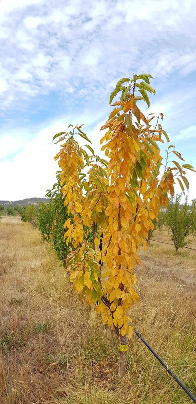 A tree with a blocked dripper