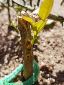 A successful citrus bud in the nursery