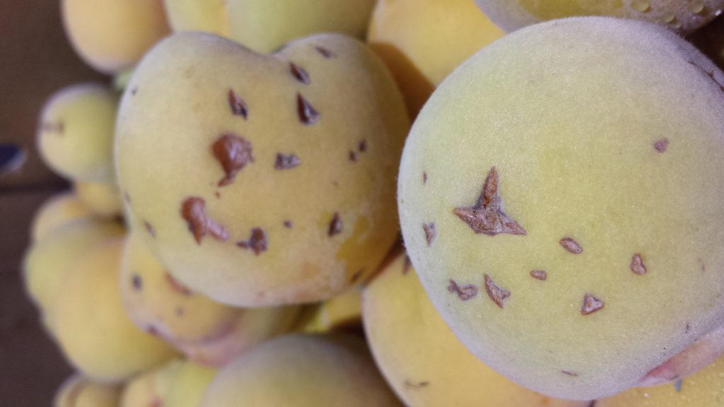 Hail damage in cling peaches