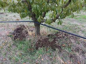 Use compost to improve the soil under your fruit tree 