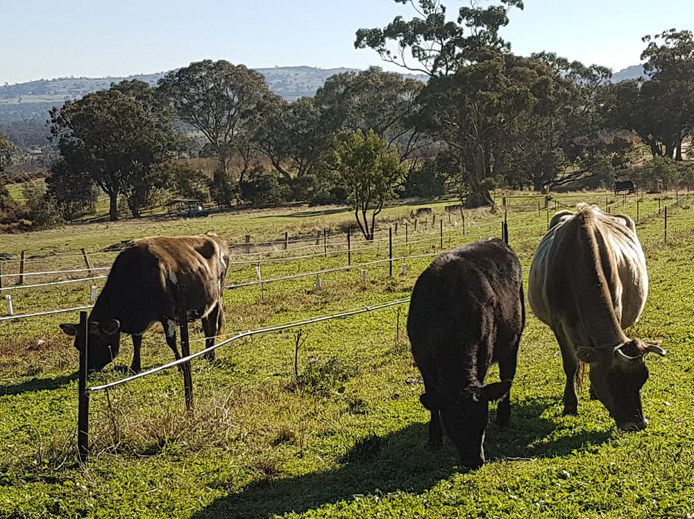 Sellar Farmhouse Creamery cows grazing in the orchard