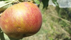 red apple with brown russet marks on skin