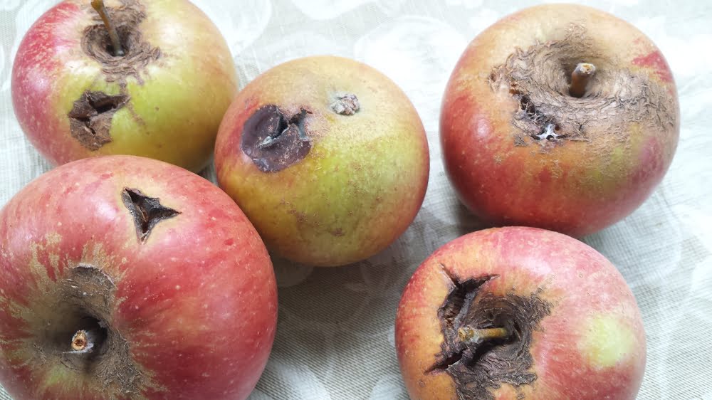 Russet, cracks and sunburn in Cox's Orange Pippin apples