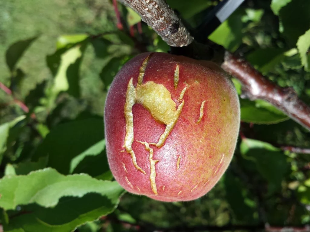 An apricot with a severe crack caused by rain