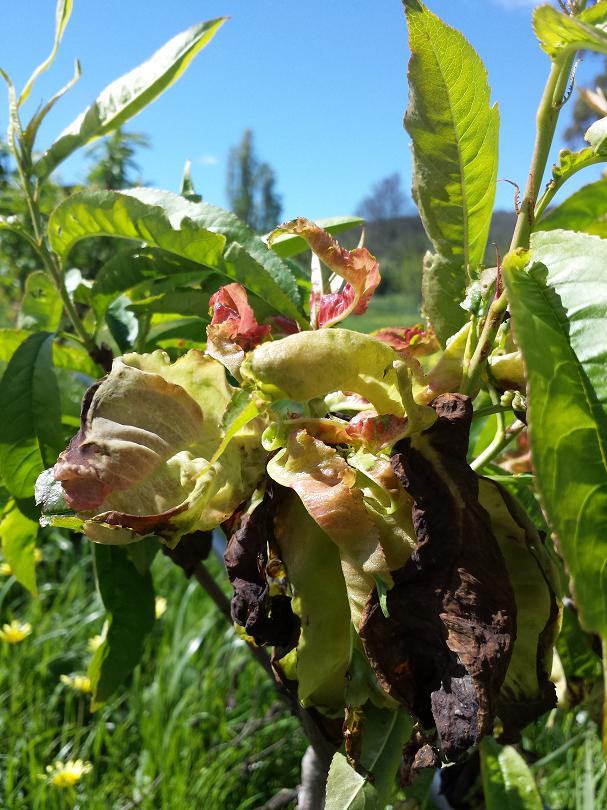 Close up view of a peach tree, in the foreground is a bunch of leaves that are pale green, swollen, and curled in on themselves. Some parts of the leaves have turned black and crispy. 