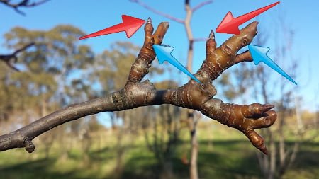 Flower buds vs. leaf buds