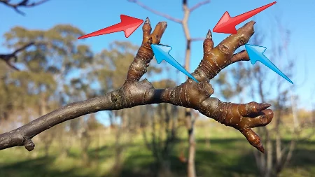 Fruit buds (red arrows) and leaf buds (blue arrows) on a pear tree