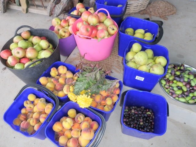 Wonderfully diverse autumn harvest from a Grow Great Fruit member's garden