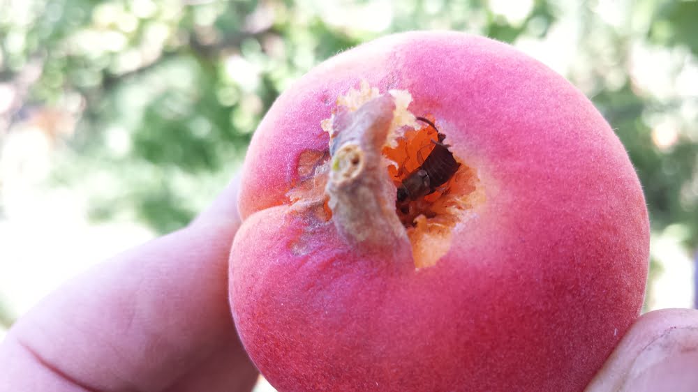 An earwig inside an apricot