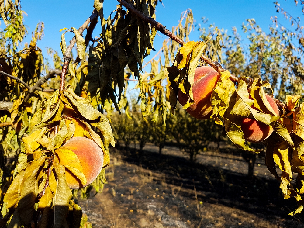 Red peaches on a tree with burnt leaves and the ground in the background is blackened from the fire 