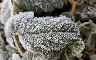 Providing frost shelter for fruit trees