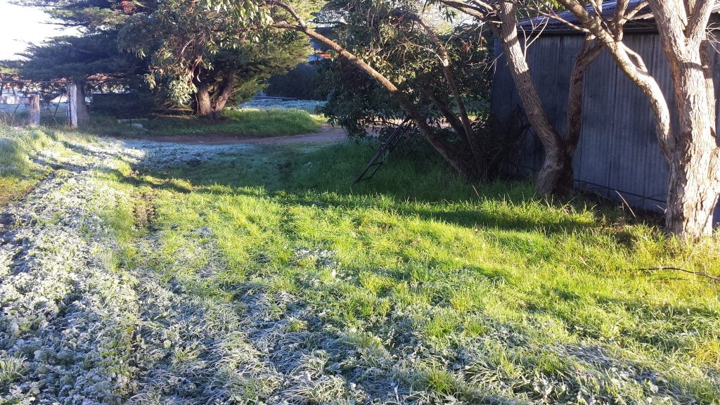 Microclimates created by big trees may be able to provide frost shelter for your fruit trees