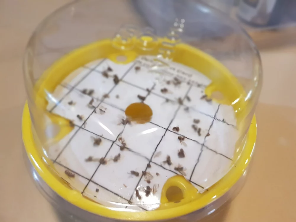 Using QFF-specific male pheromone traps (like this 'Biotrap') gives 90% accuracy that you're only catching the right fruit flies﻿