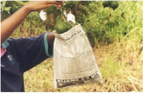 Fruit Fly Bag