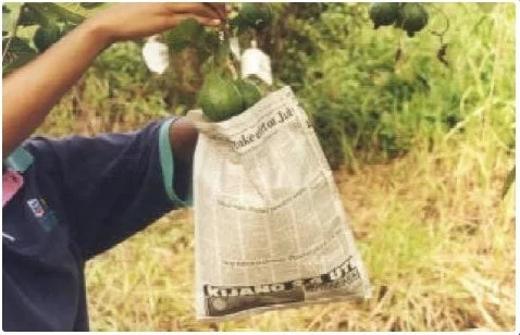 Using newspaper folded and stapled to make a bag to protect fruit from fruit flies. (Photo credit: apps.lucidcentral.org)