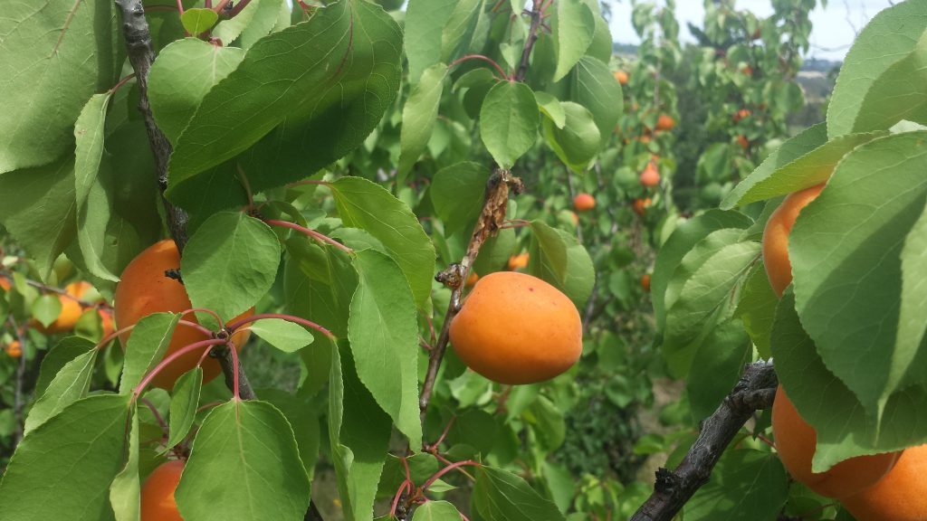 A bright orange apricot sticking out sideways amongst fresh green leaves, with more orange apricots in the distance