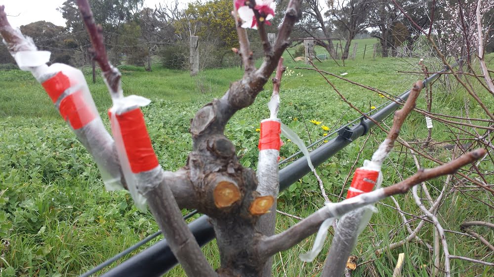 A mature plum tree being converted into a mult-graft with 5 different varieties (note the "nurse" limb that's been left on the tree to keep it alive