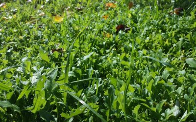 How to plant a green manure crop