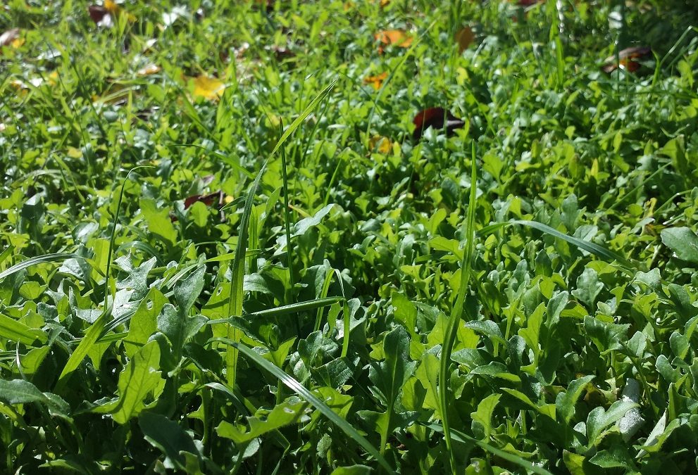 How to plant a green manure crop