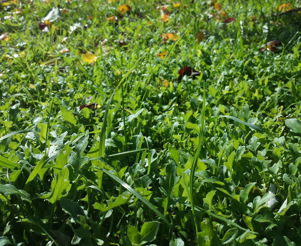 A green manure crop