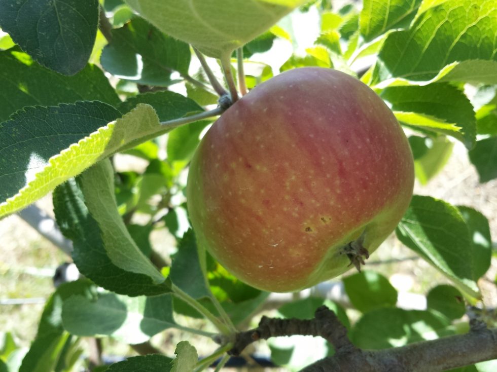 Why are my apples brown inside?